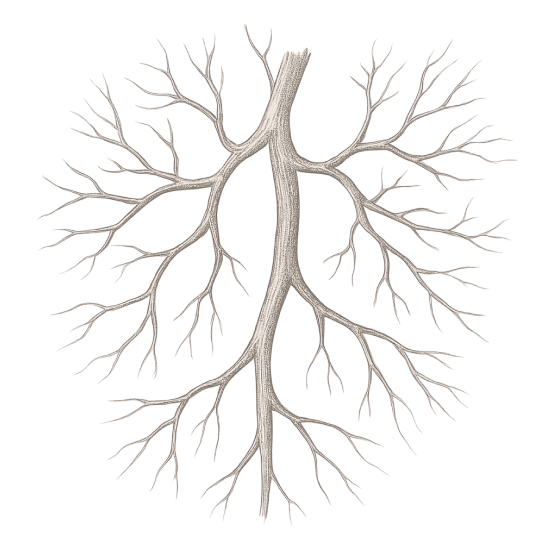 Diabète et risques cardiovasculaires